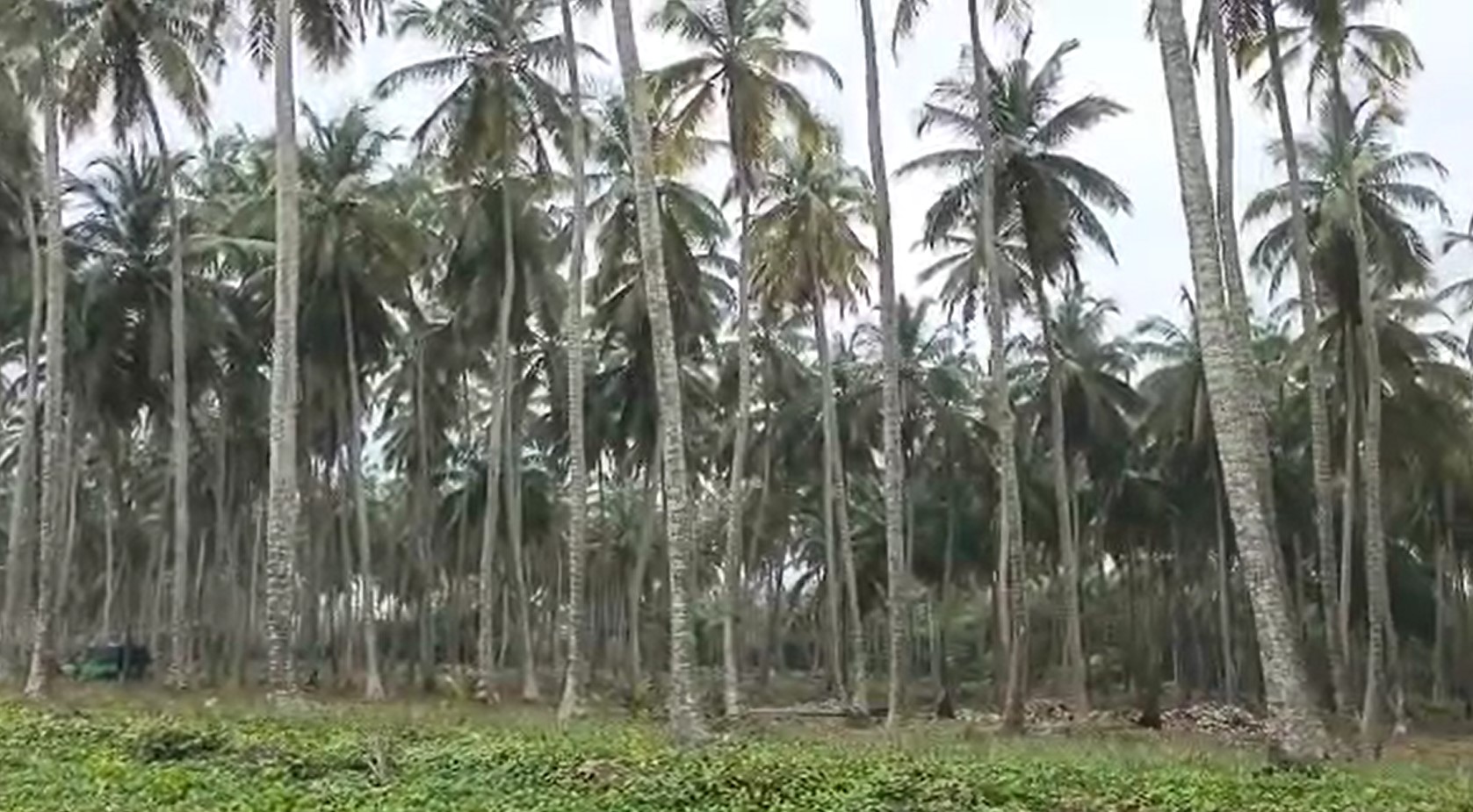 LOTS DE 1000 M² A ASSINIE COTE MER