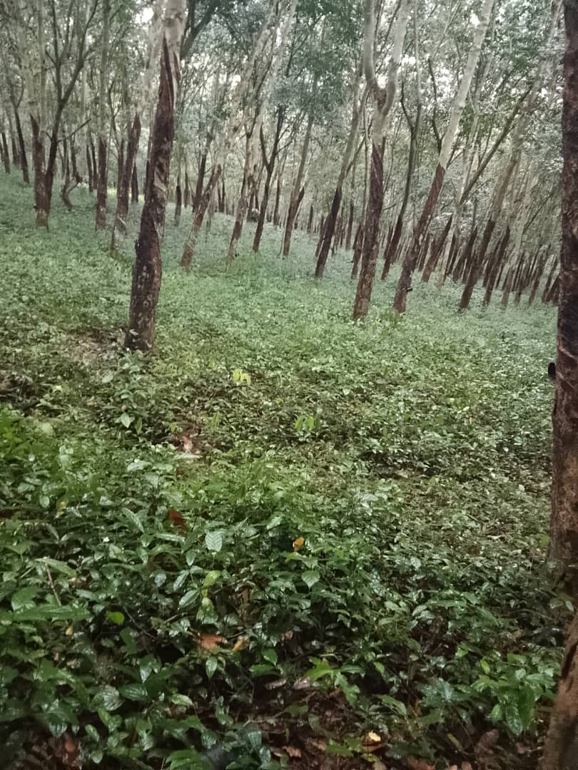 A VENDRE : 5 HECTARES - ELIBOU